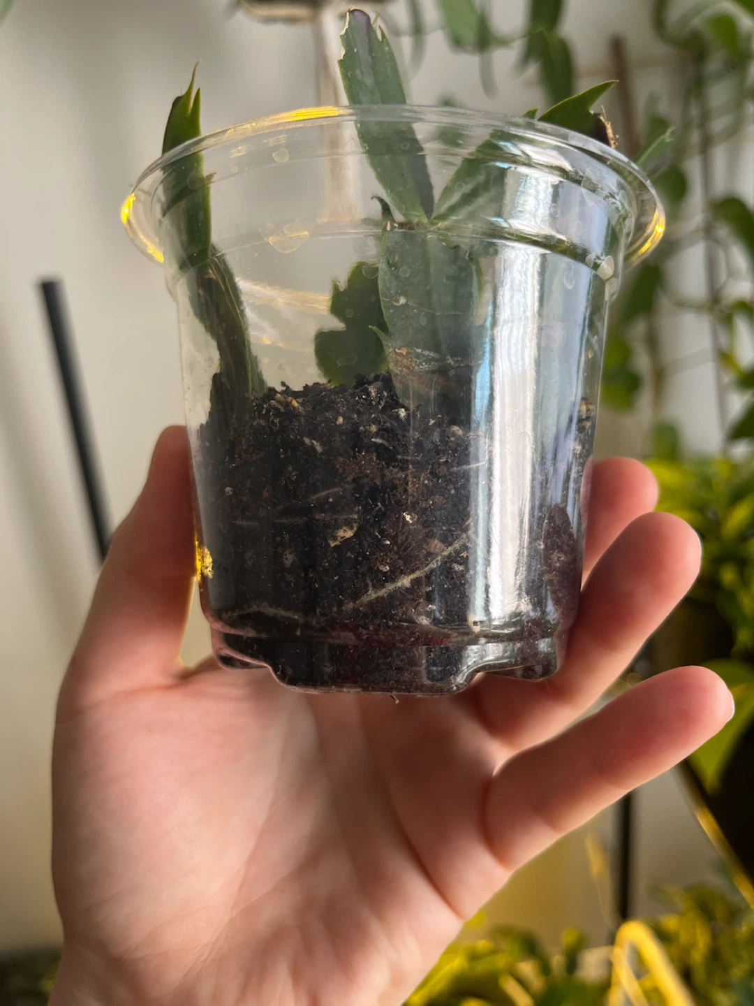 Christmas Cactus Cutting - photo 3