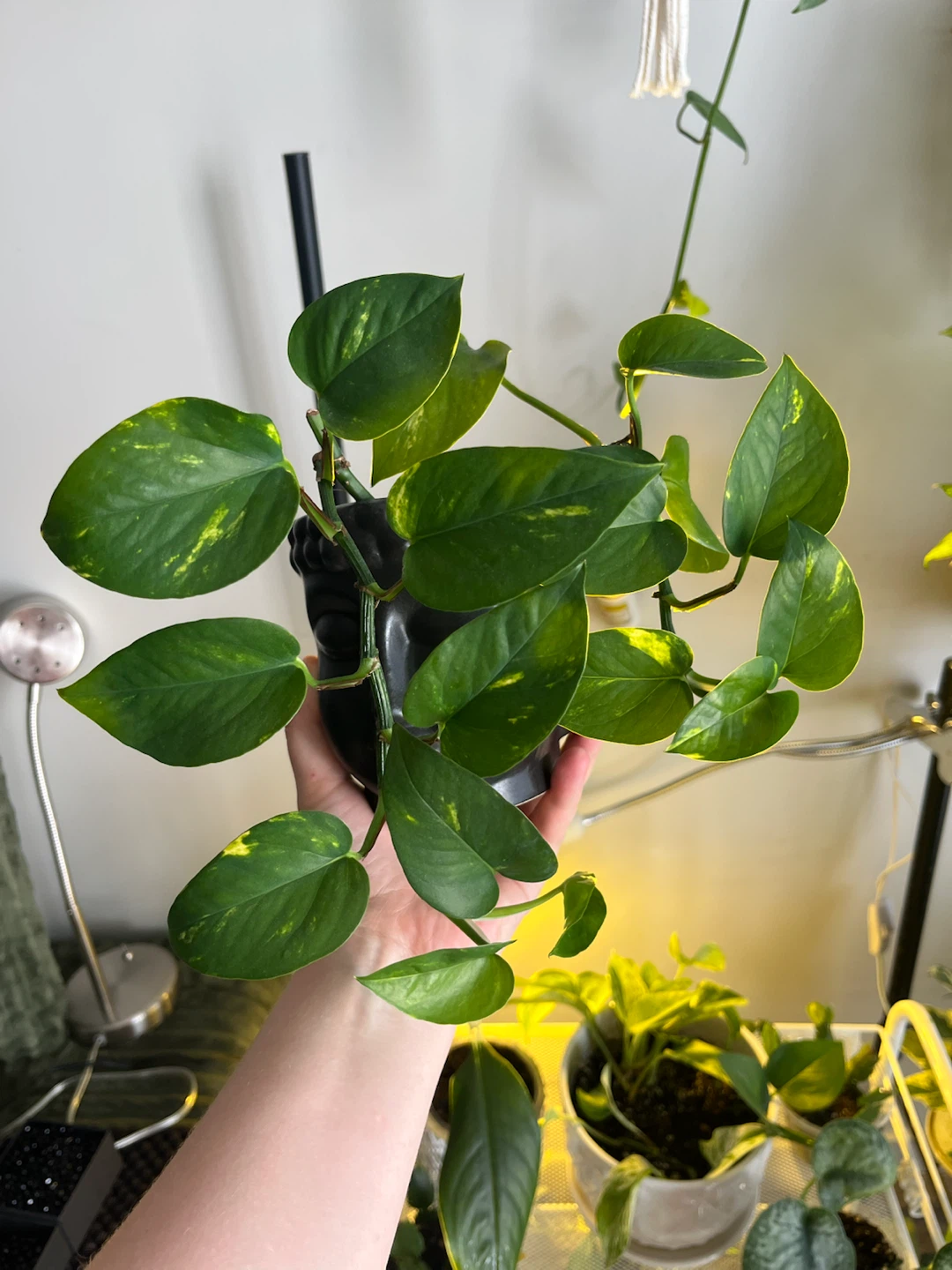 Pothos Plant in Buddha Pot
