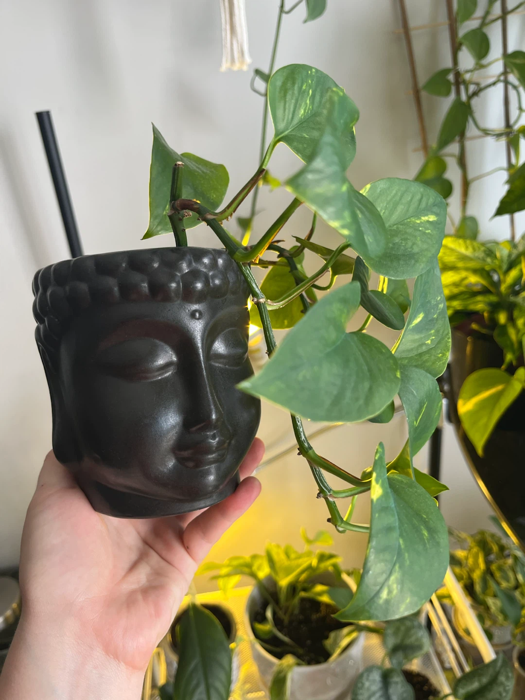Pothos Plant in Buddha Pot - photo 2