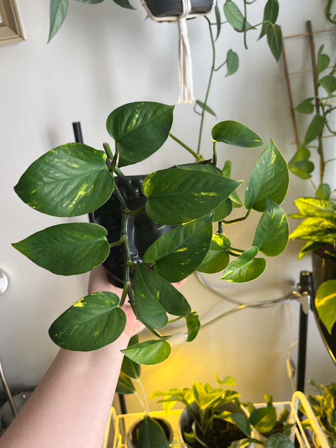 Pothos Plant in Buddha Pot - photo 3