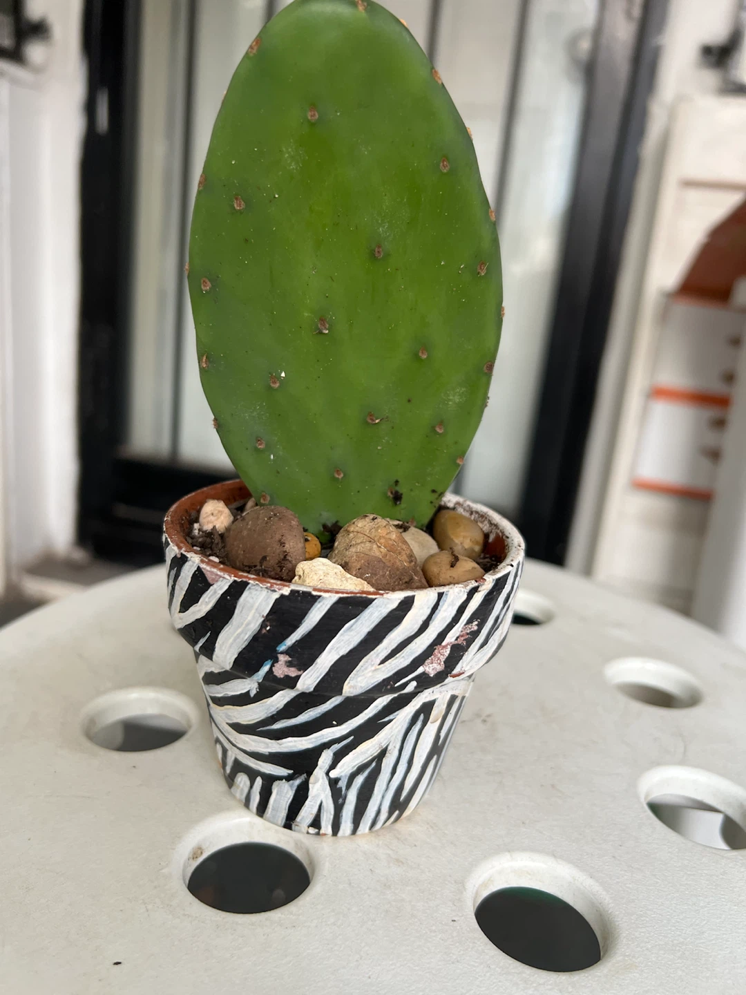 Opuntia Cactus in Zebra Pot