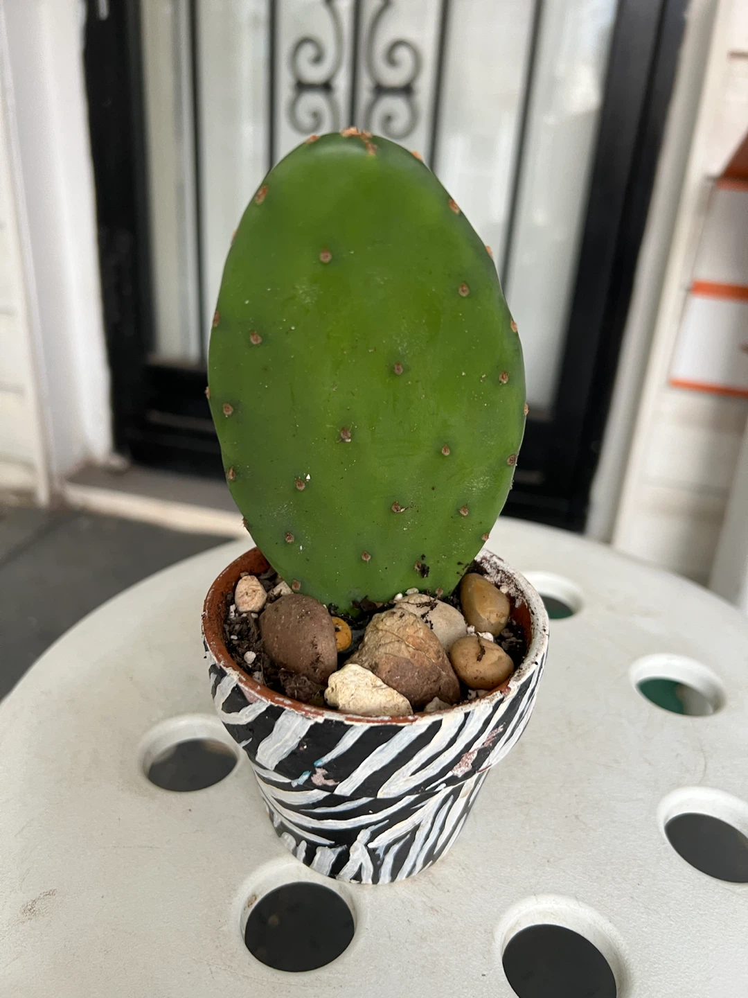 Opuntia Cactus in Zebra Pot - photo 2