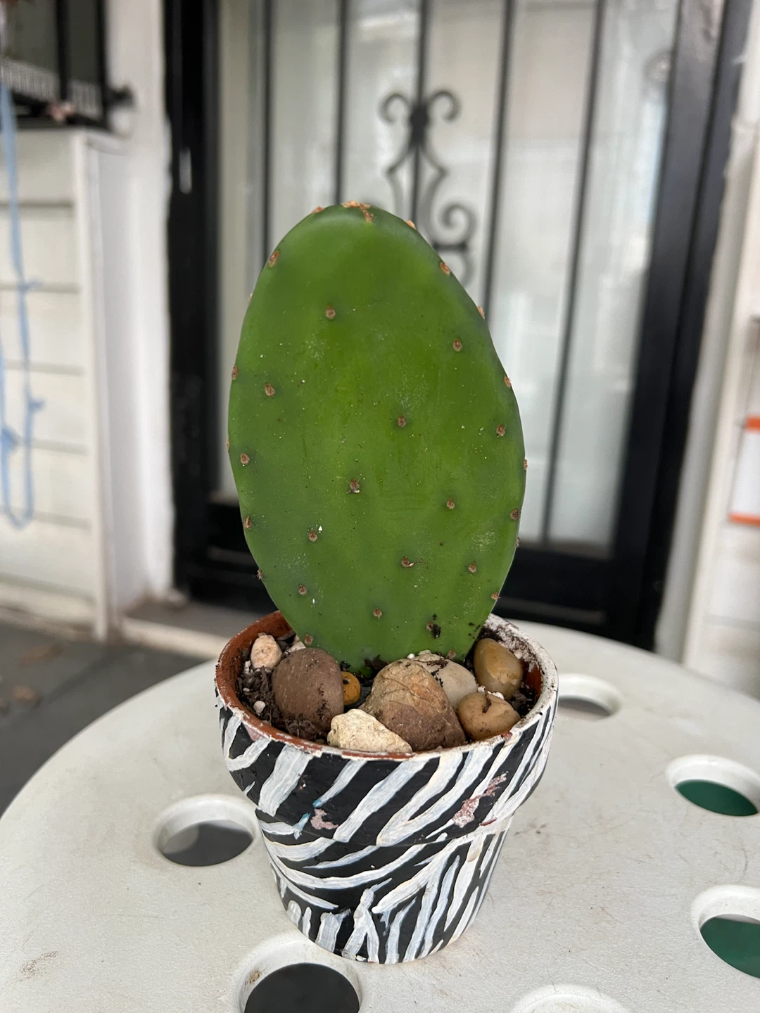 Opuntia Cactus in Zebra Pot - photo 3