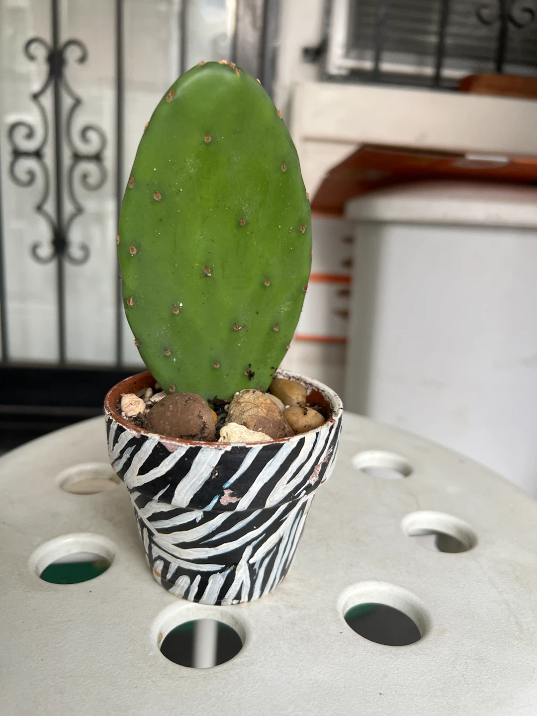 Opuntia Cactus in Zebra Pot - photo 4