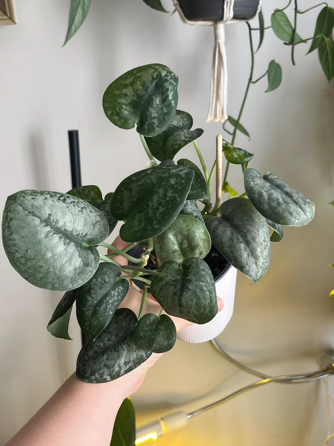 Scindapsus Pictus Exotica Plant