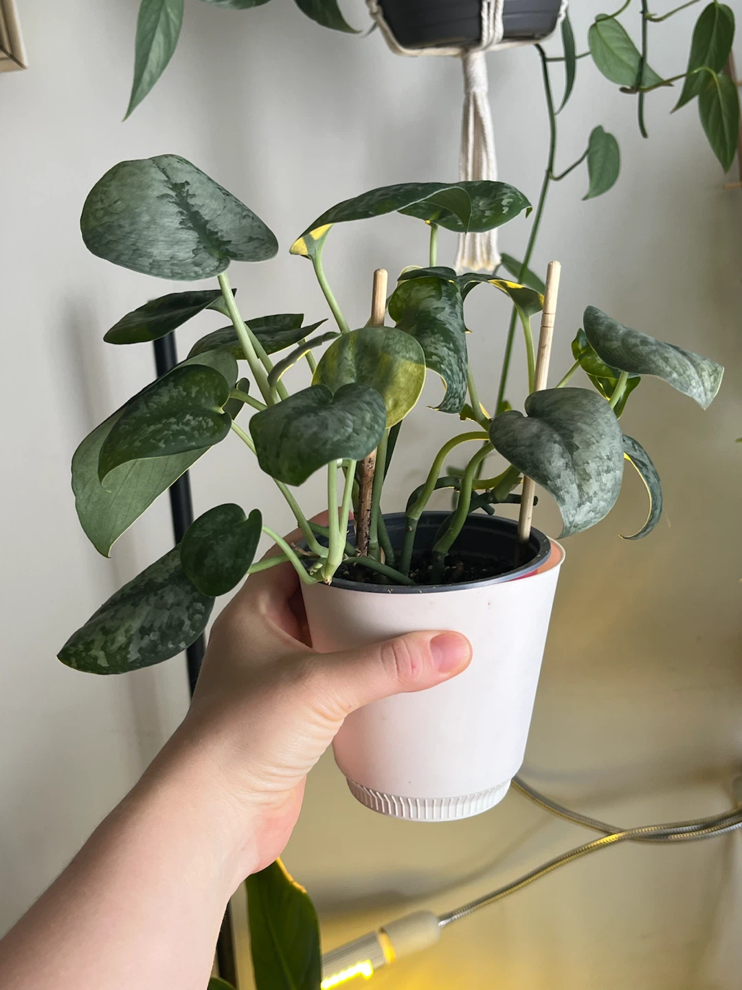 Scindapsus Pictus Exotica Plant - photo 2