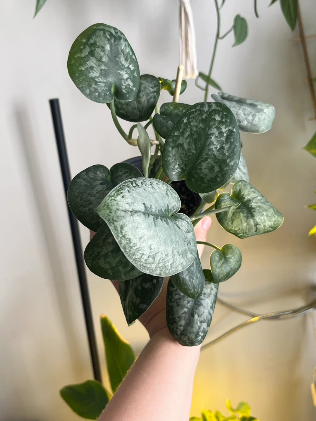 Scindapsus Pictus Exotica Plant - photo 3