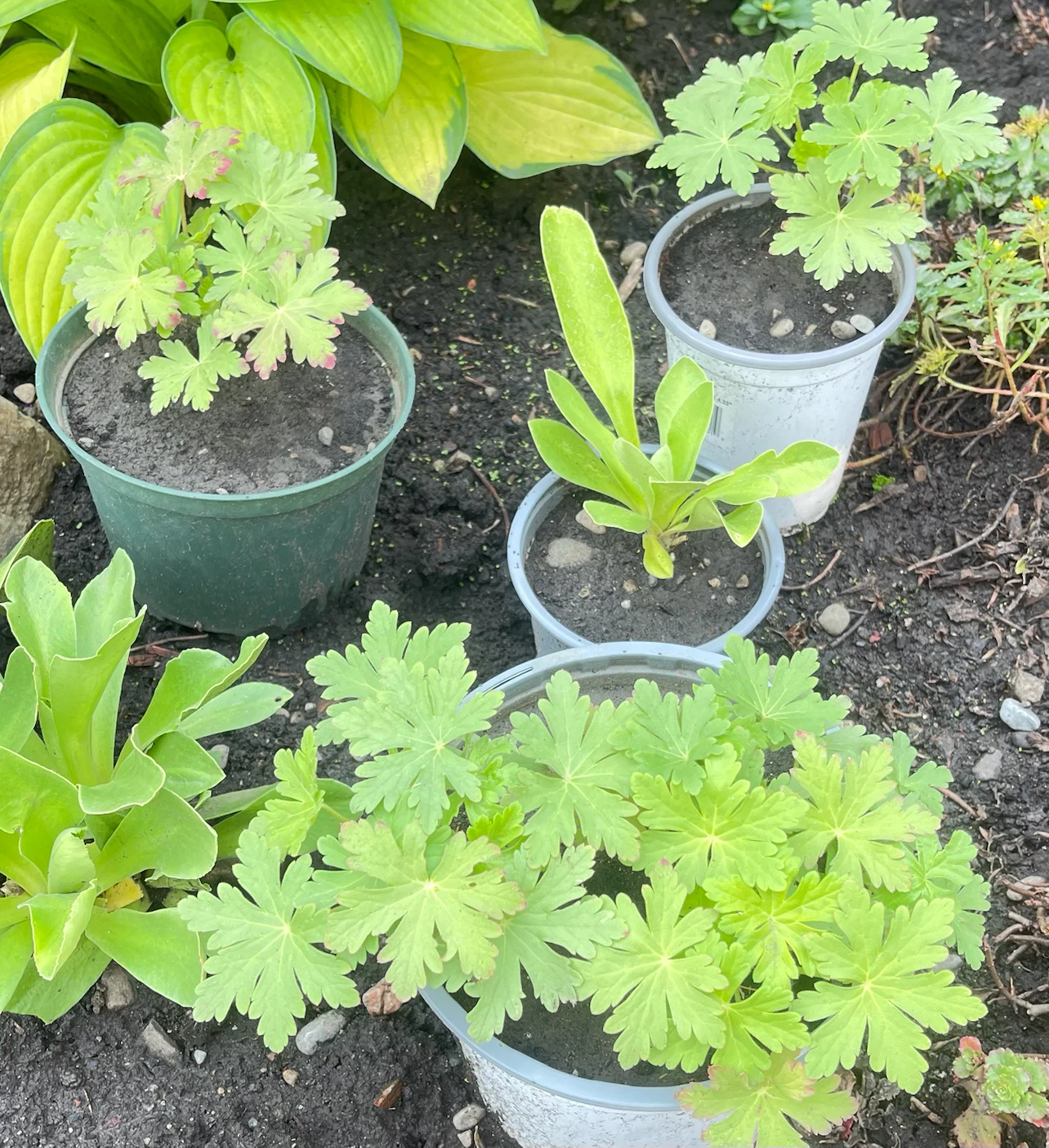 Geranium Plants (3 pots)