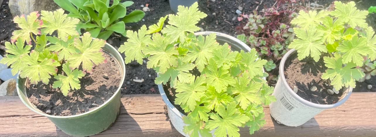 Geranium Plants (3 pots) - photo 2