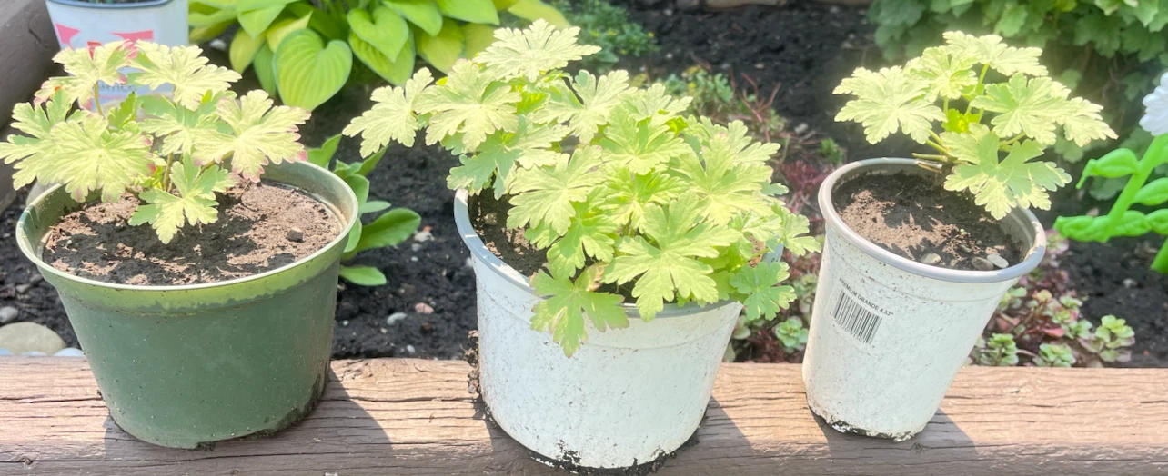 Geranium Plants (3 pots) - photo 3