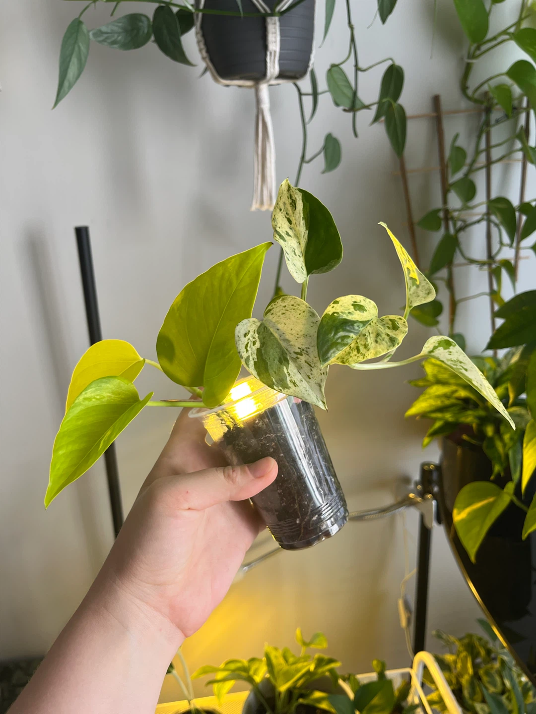 Pothos Plant Cutting - Marble Queen & Golden Mix
