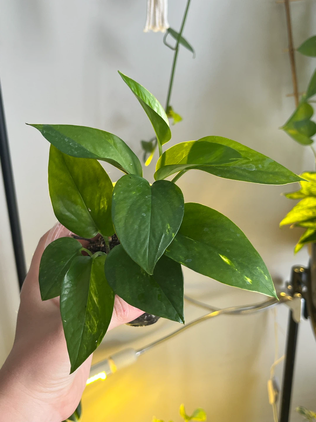 Pothos Plant in Clear Pot