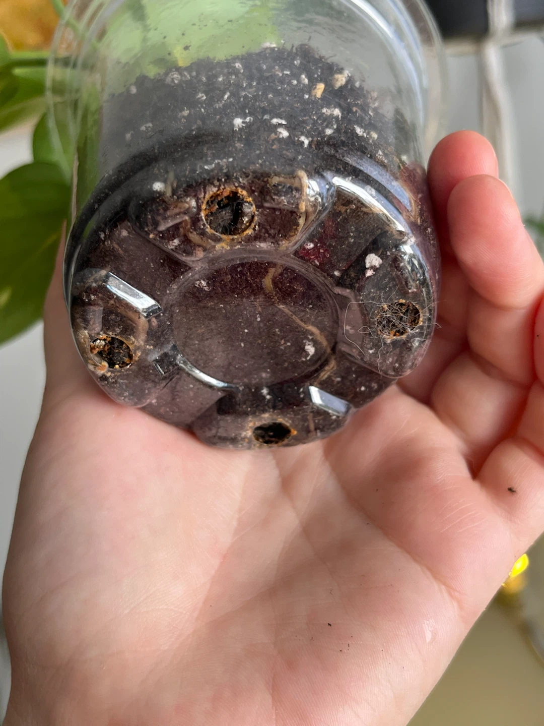 Pothos Plant in Clear Pot - photo 2