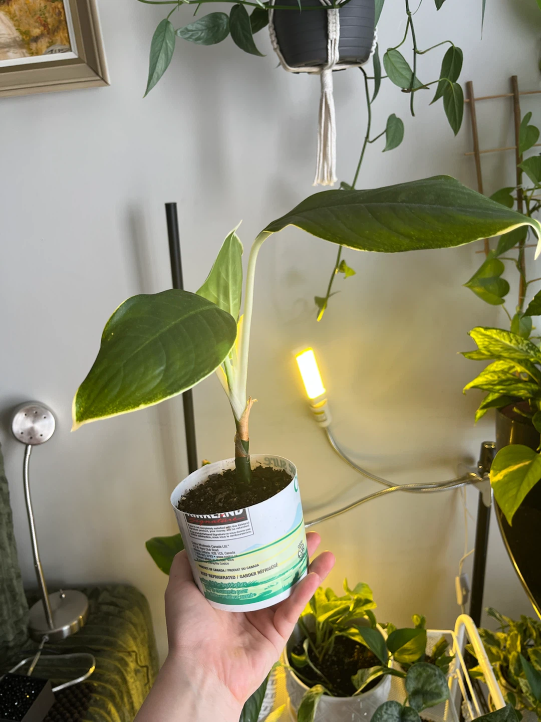 Aglaonema Plant