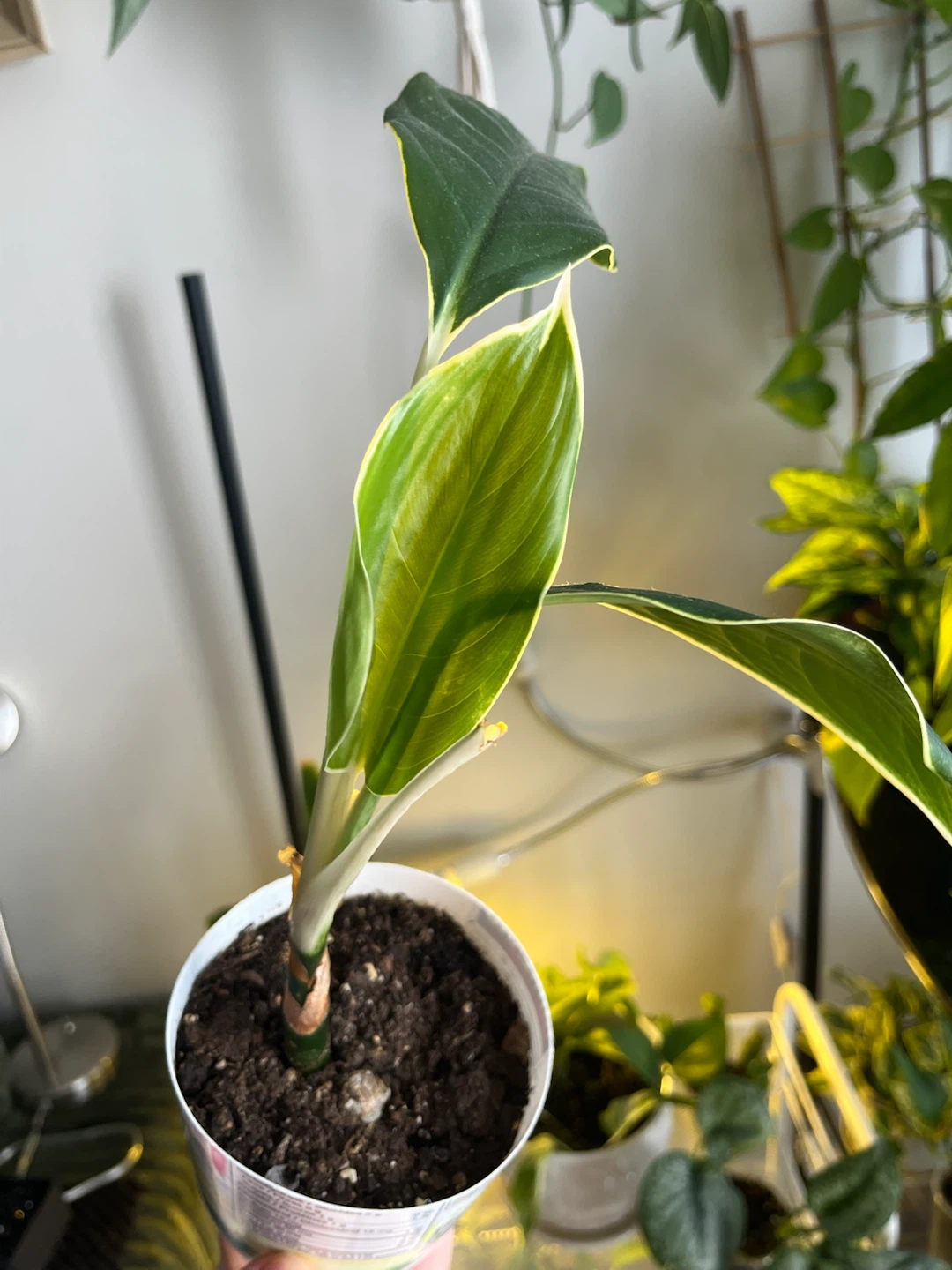 Aglaonema Plant - photo 2