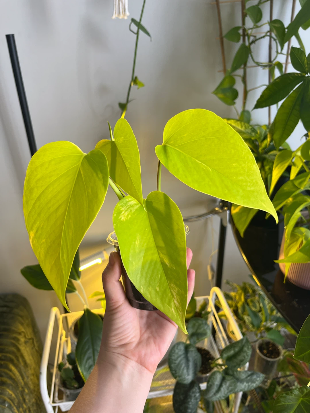 Neon Pothos Plant Cutting / big leaves