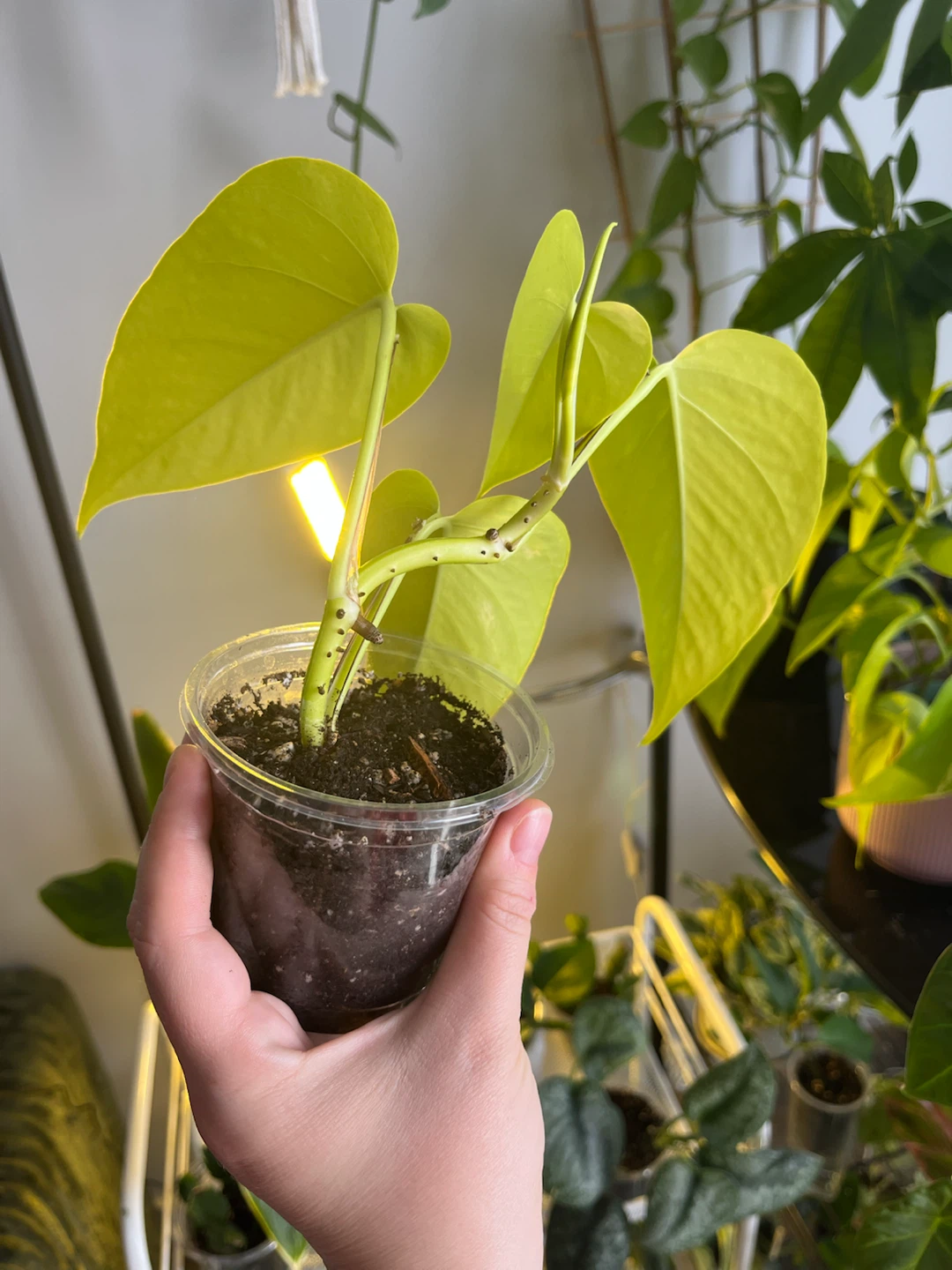 Neon Pothos Plant Cutting / big leaves - photo 2