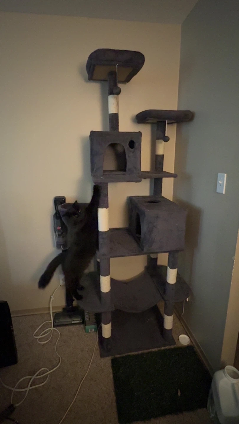 65 inch cat tree