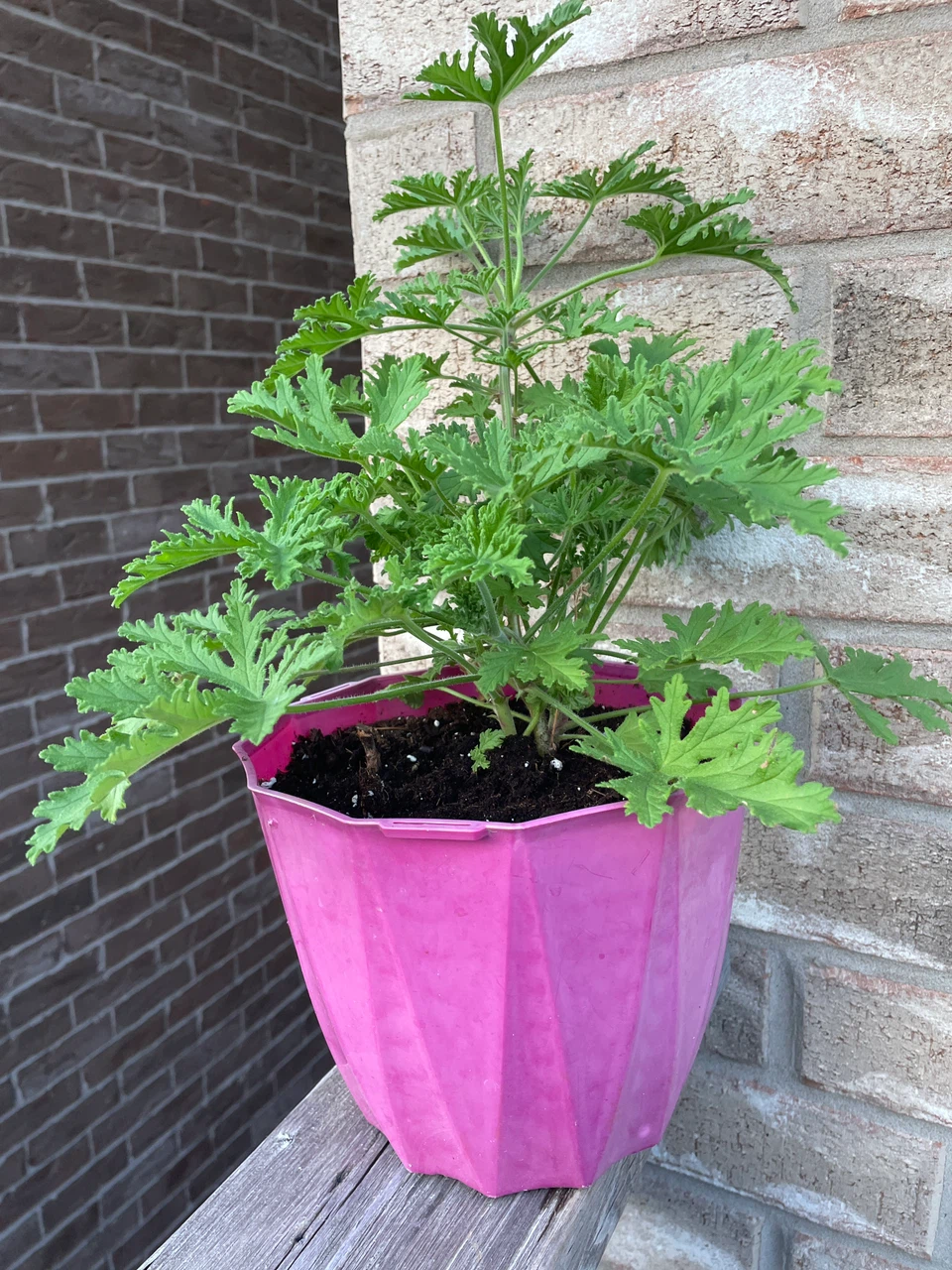 Citronella Plant in Pink Pot