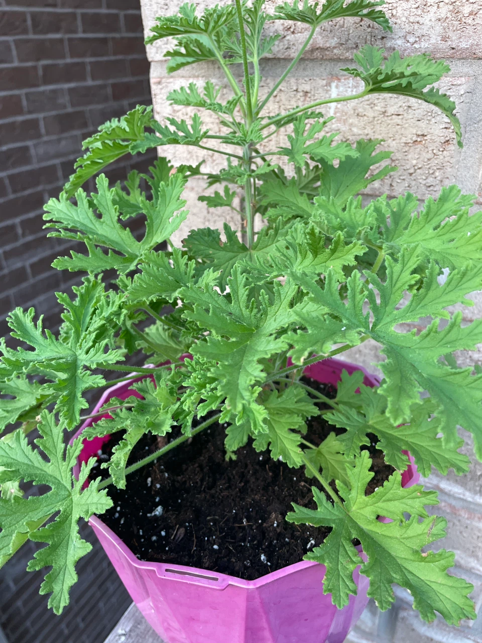 Citronella Plant in Pink Pot - photo 2