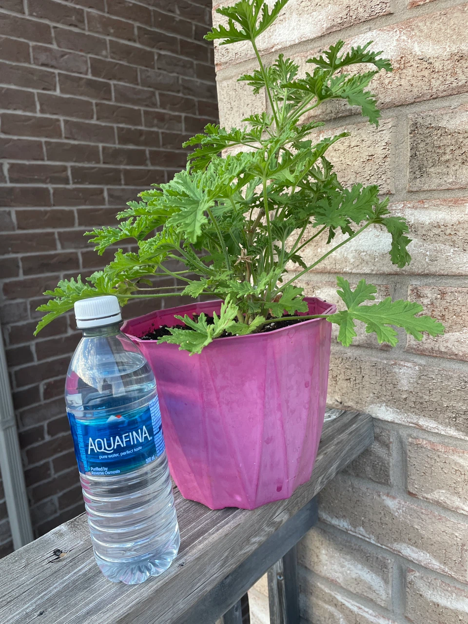 Citronella Plant in Pink Pot - photo 3