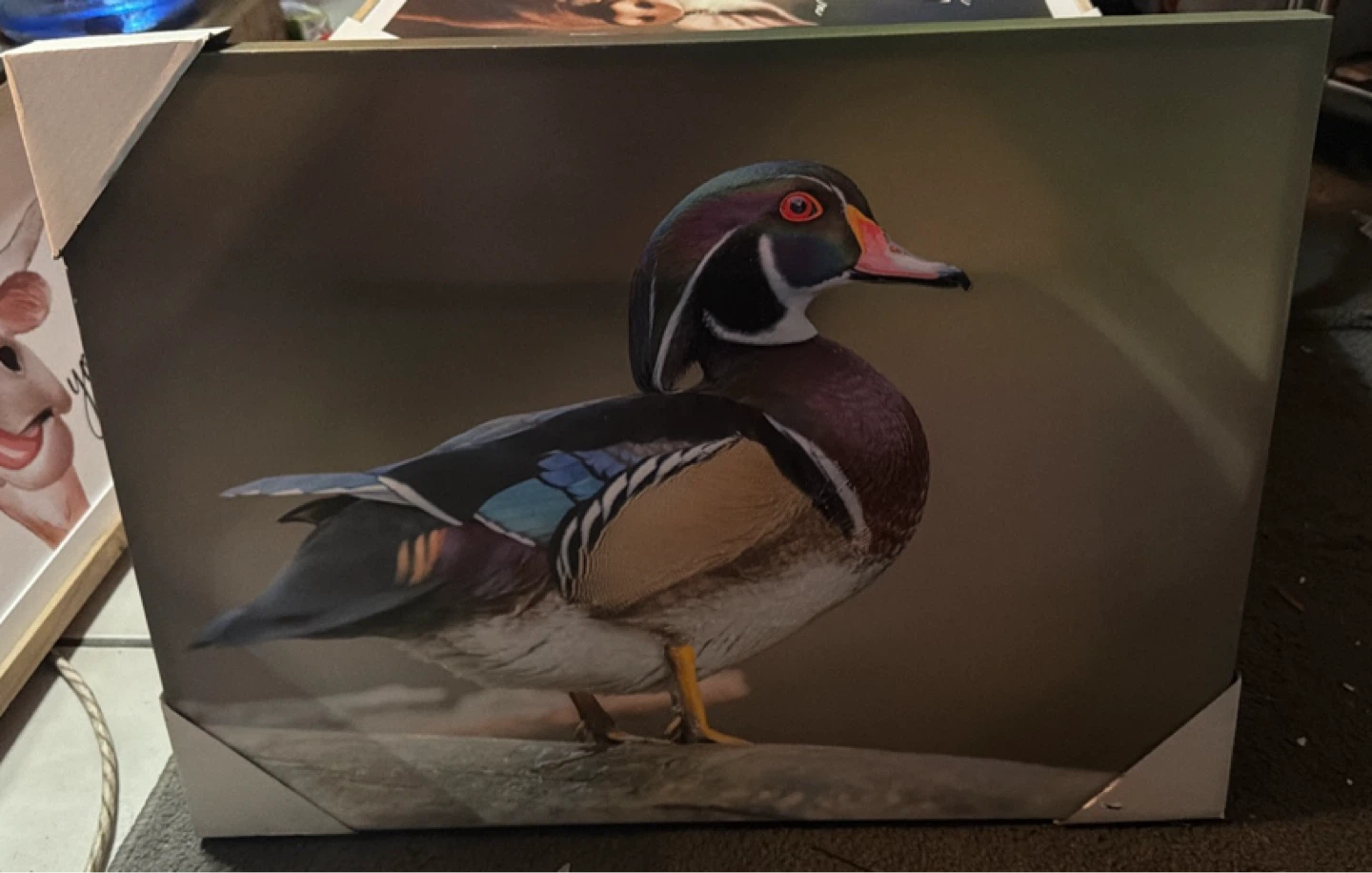 Wood Duck Canvas Wall Art