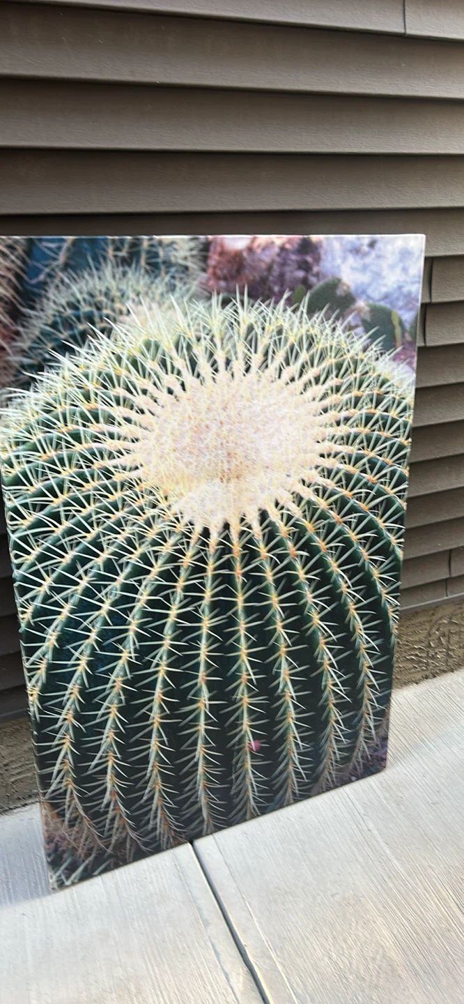 Canvas Wall Art - Golden Barrel Cactus