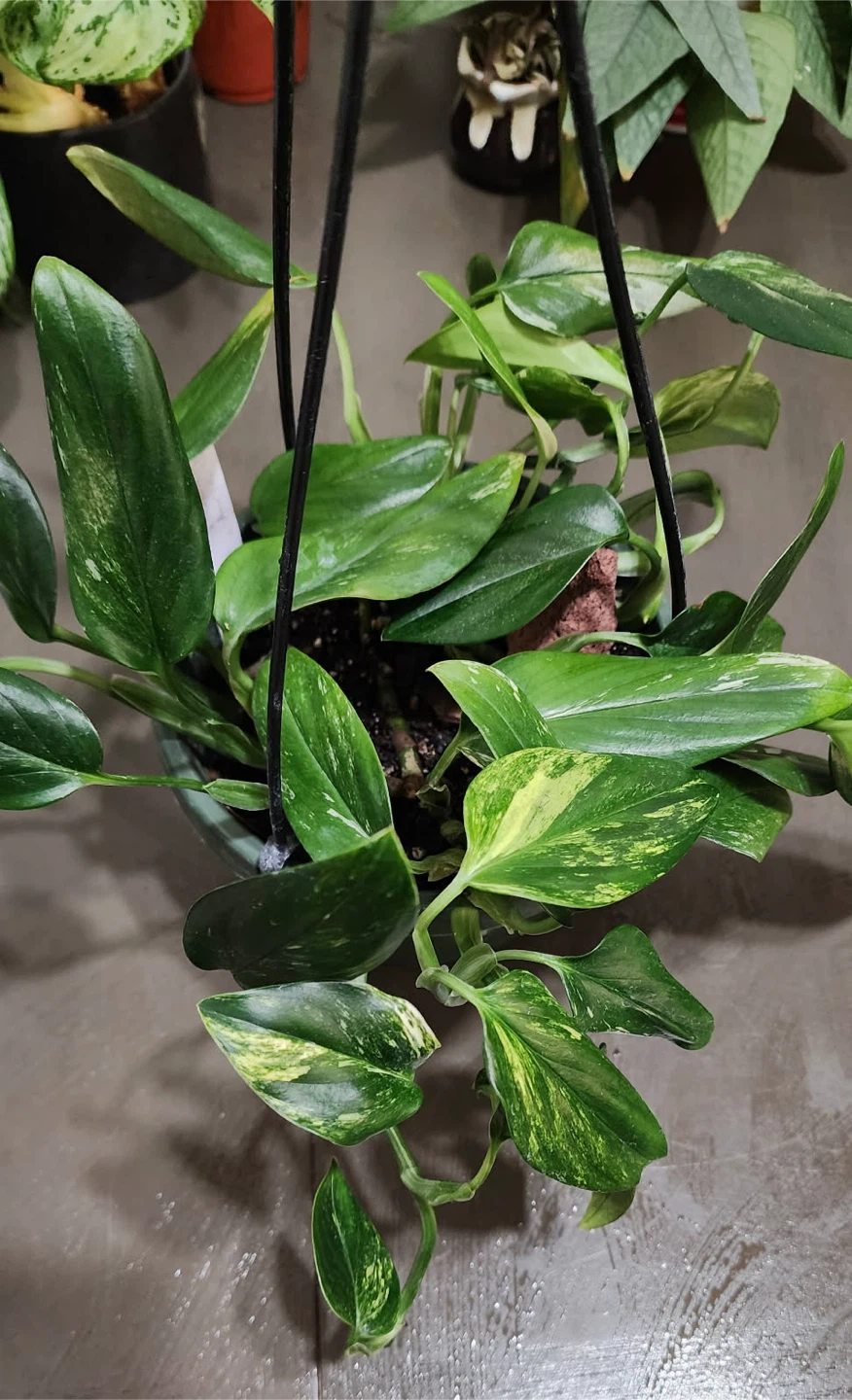 Monstera standleyana