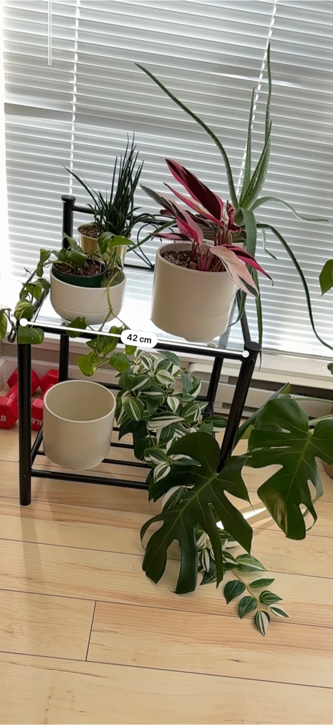 Glass top plant stand