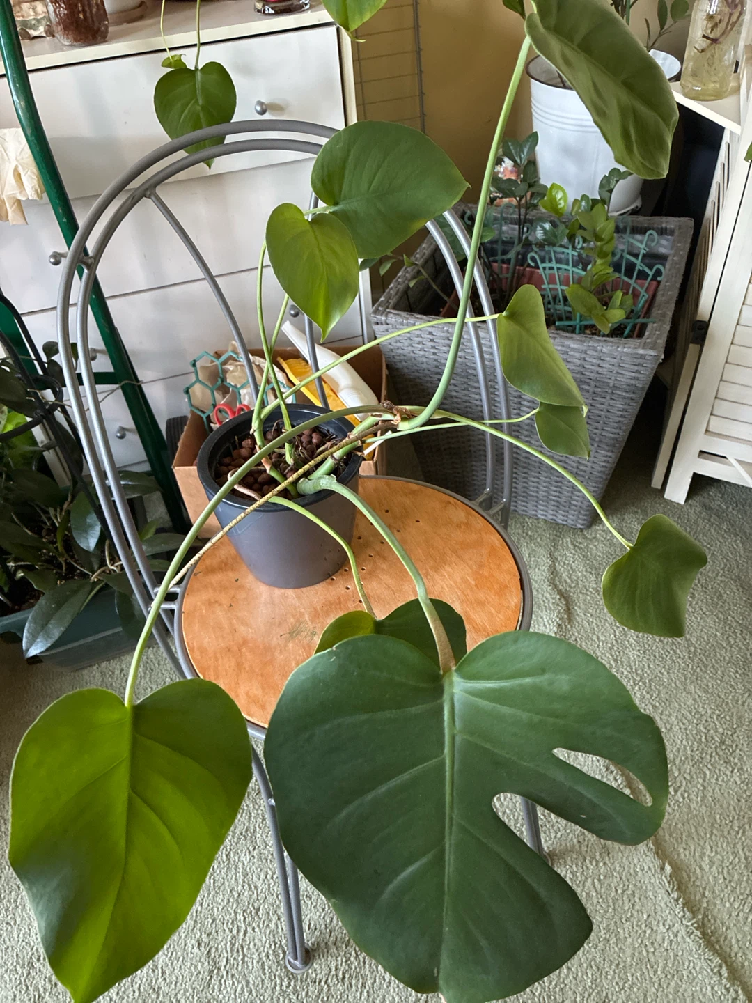 Monstera Deliciosa Plant