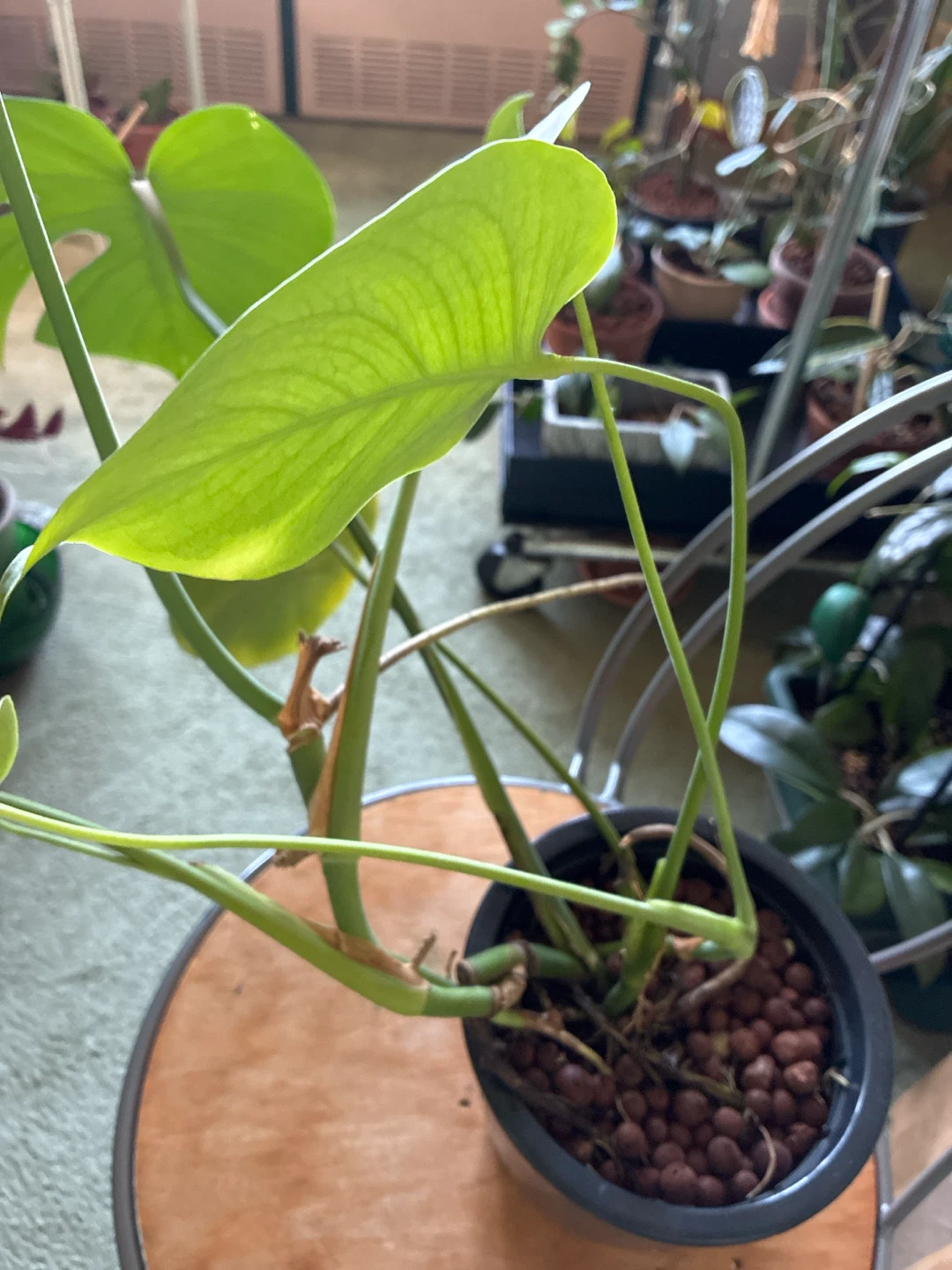 Monstera Deliciosa Plant - photo 2