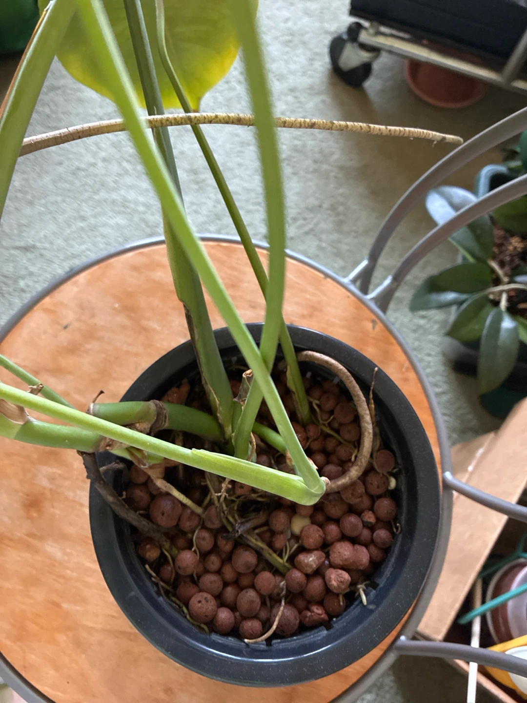Monstera Deliciosa Plant - photo 3
