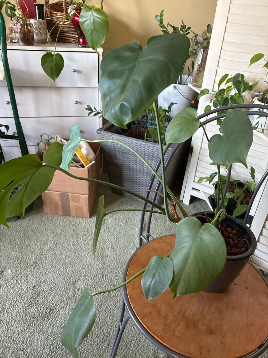 Monstera Deliciosa Plant - photo 4