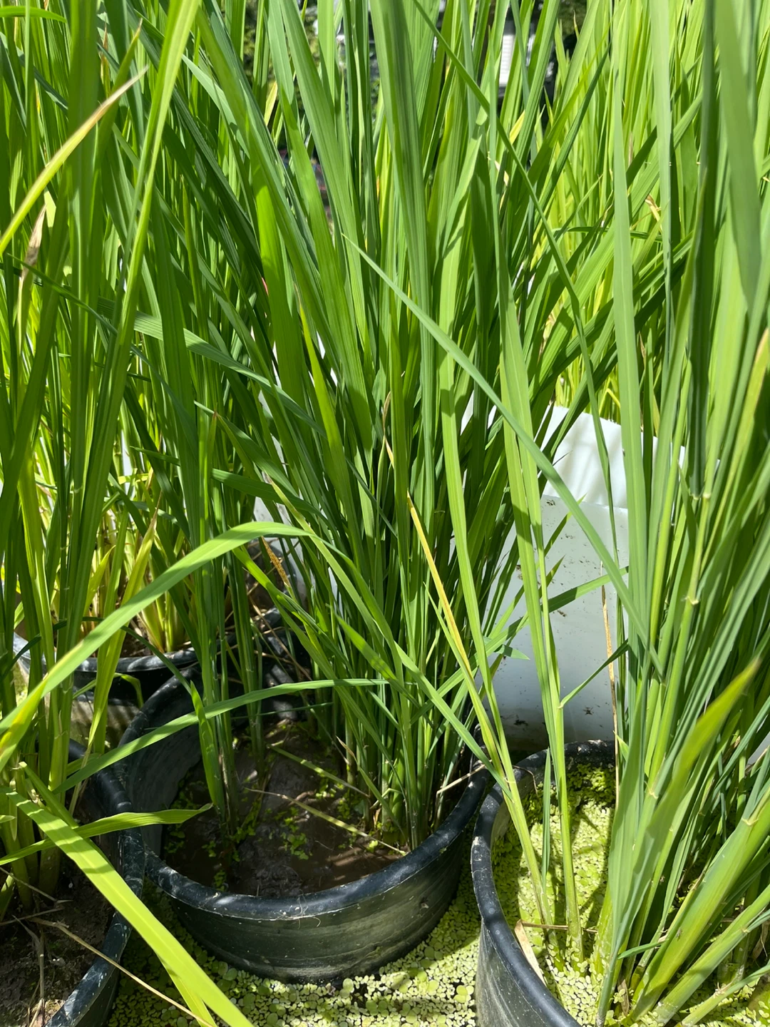 Rice plants in pots