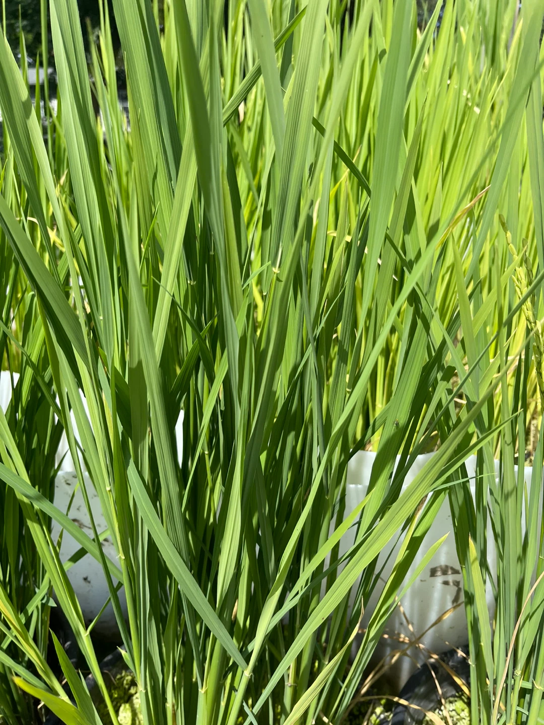 Rice plants in pots - photo 2