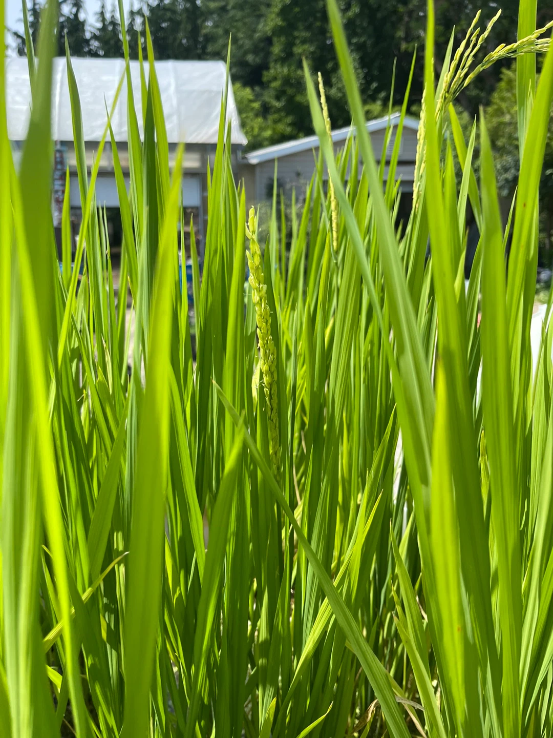 Rice plants in pots - photo 3