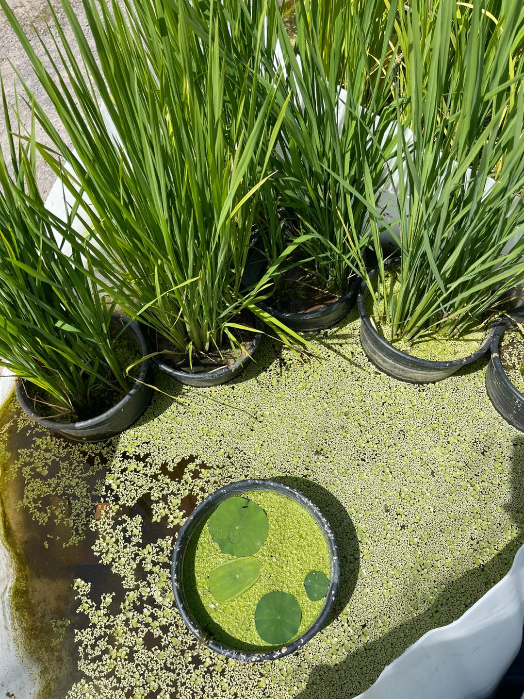 Rice plants in pots - photo 4