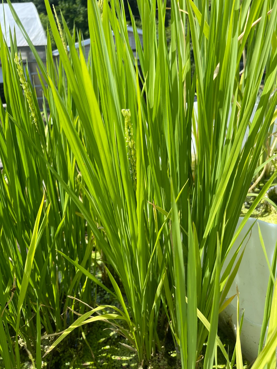 Rice plants in pots - photo 5