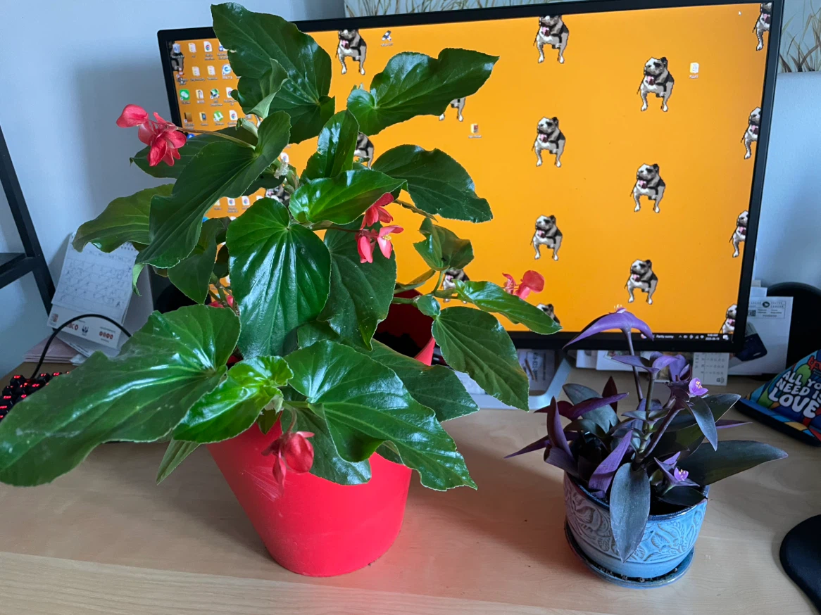 Tradescantia zebrina and Begonia plant