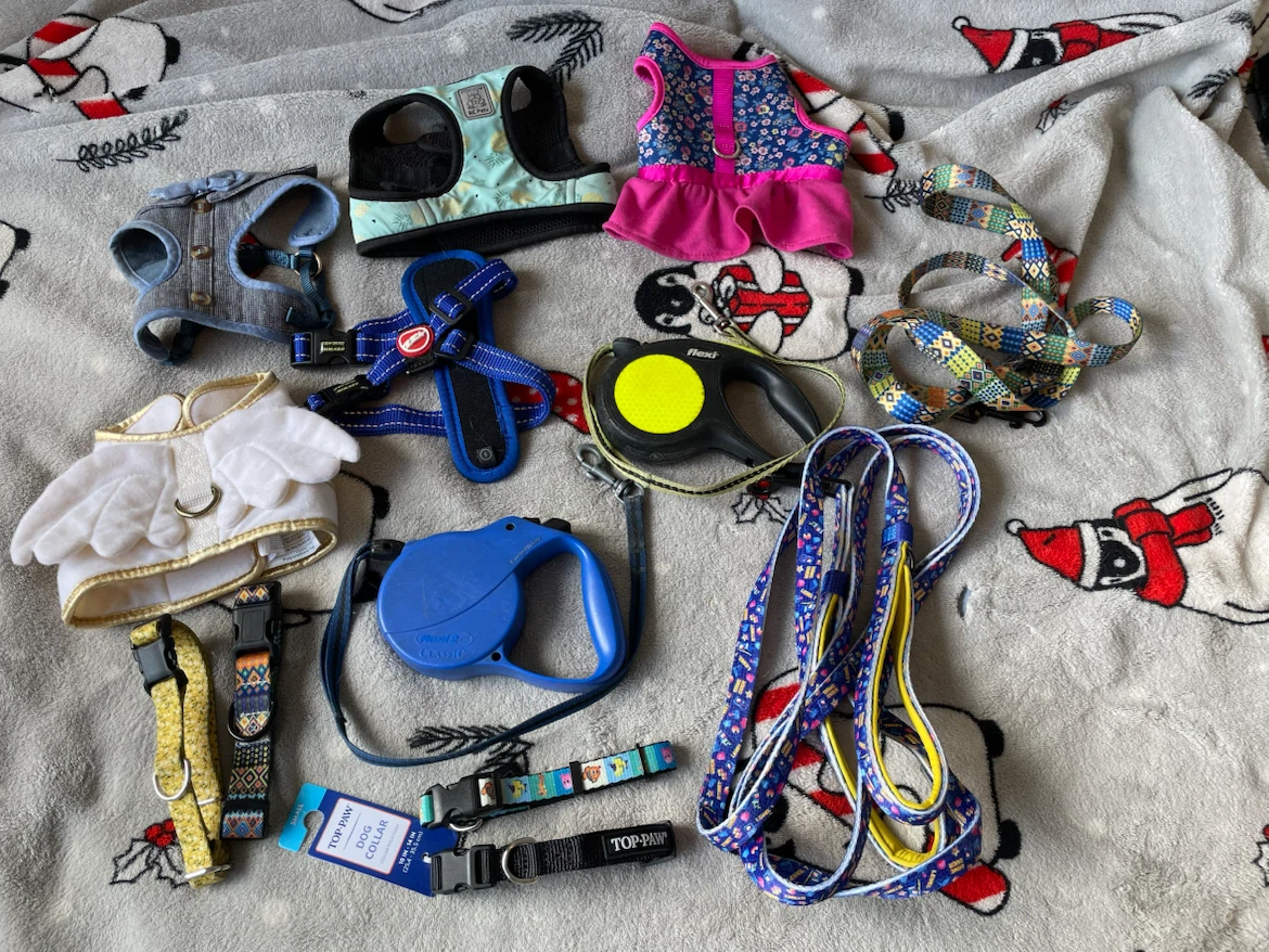 Small Dog Harnesses, Collars & Leashes Lot