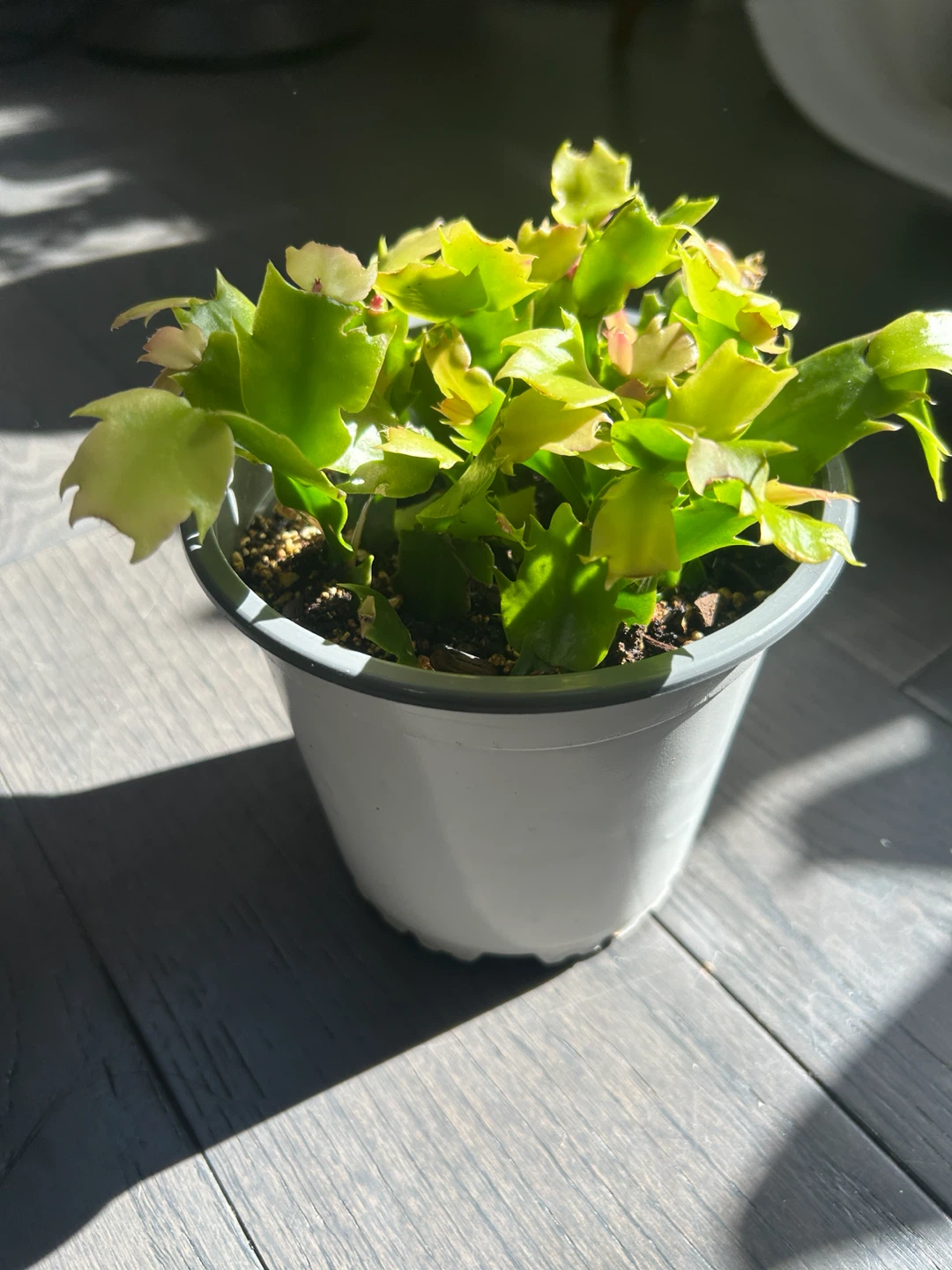Two Christmas Cactus Plant - Very Healthy