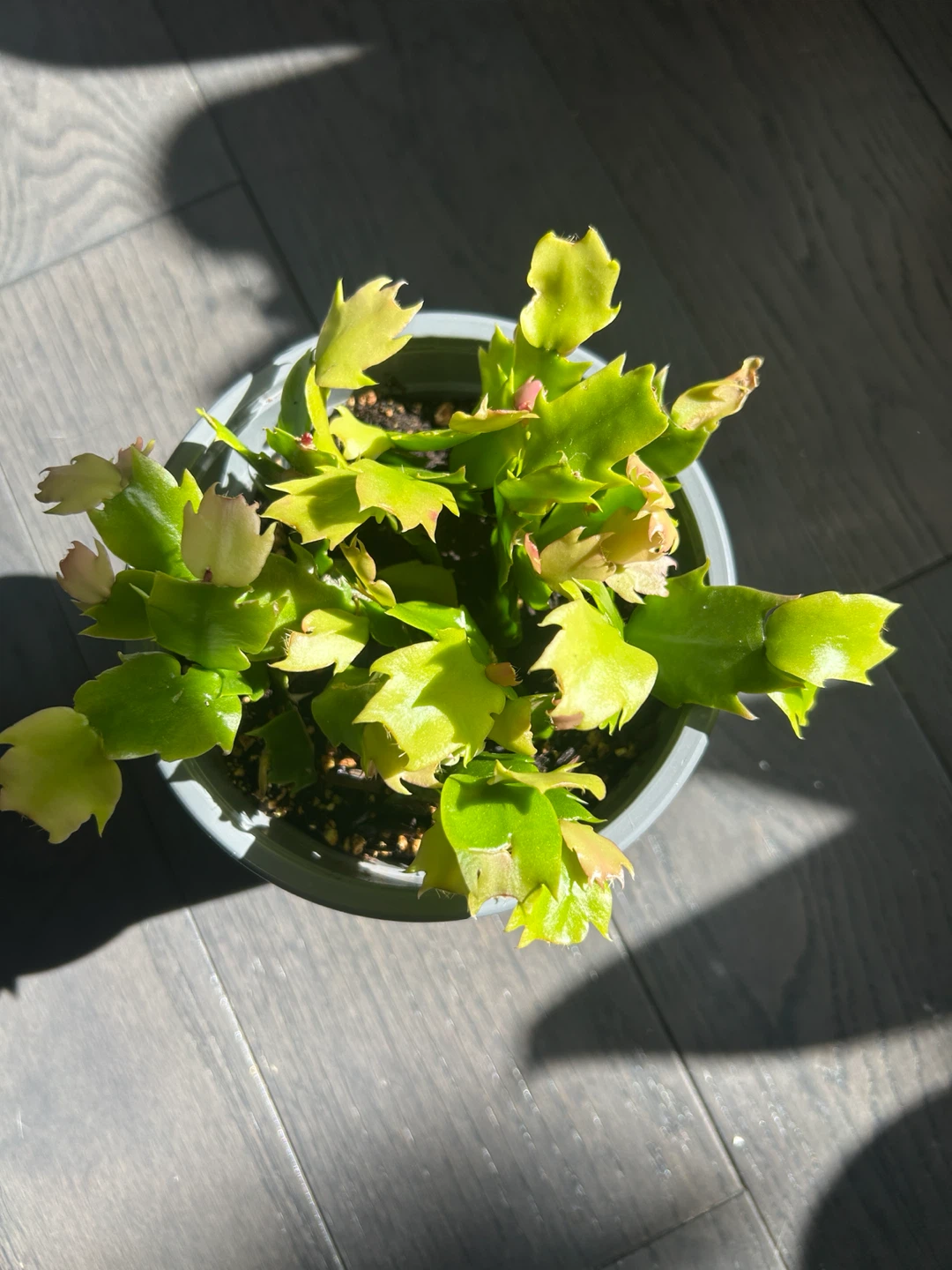 Two Christmas Cactus Plant - Very Healthy - photo 2