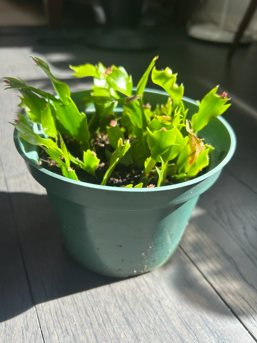 Two Christmas Cactus Plant - Very Healthy - photo 3