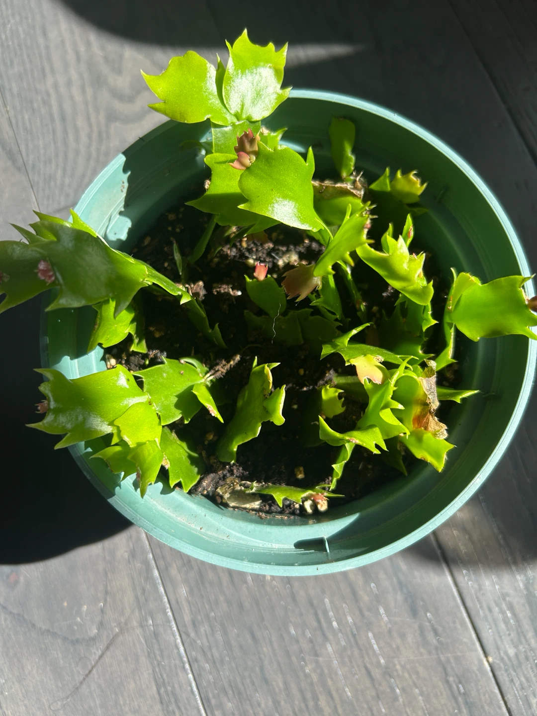 Two Christmas Cactus Plant - Very Healthy - photo 4