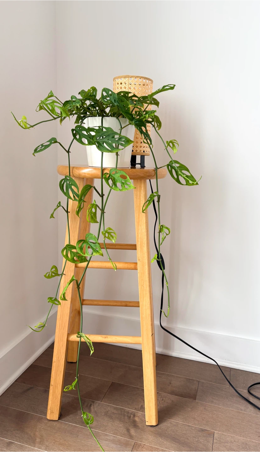 Monstera Adansonii Plant