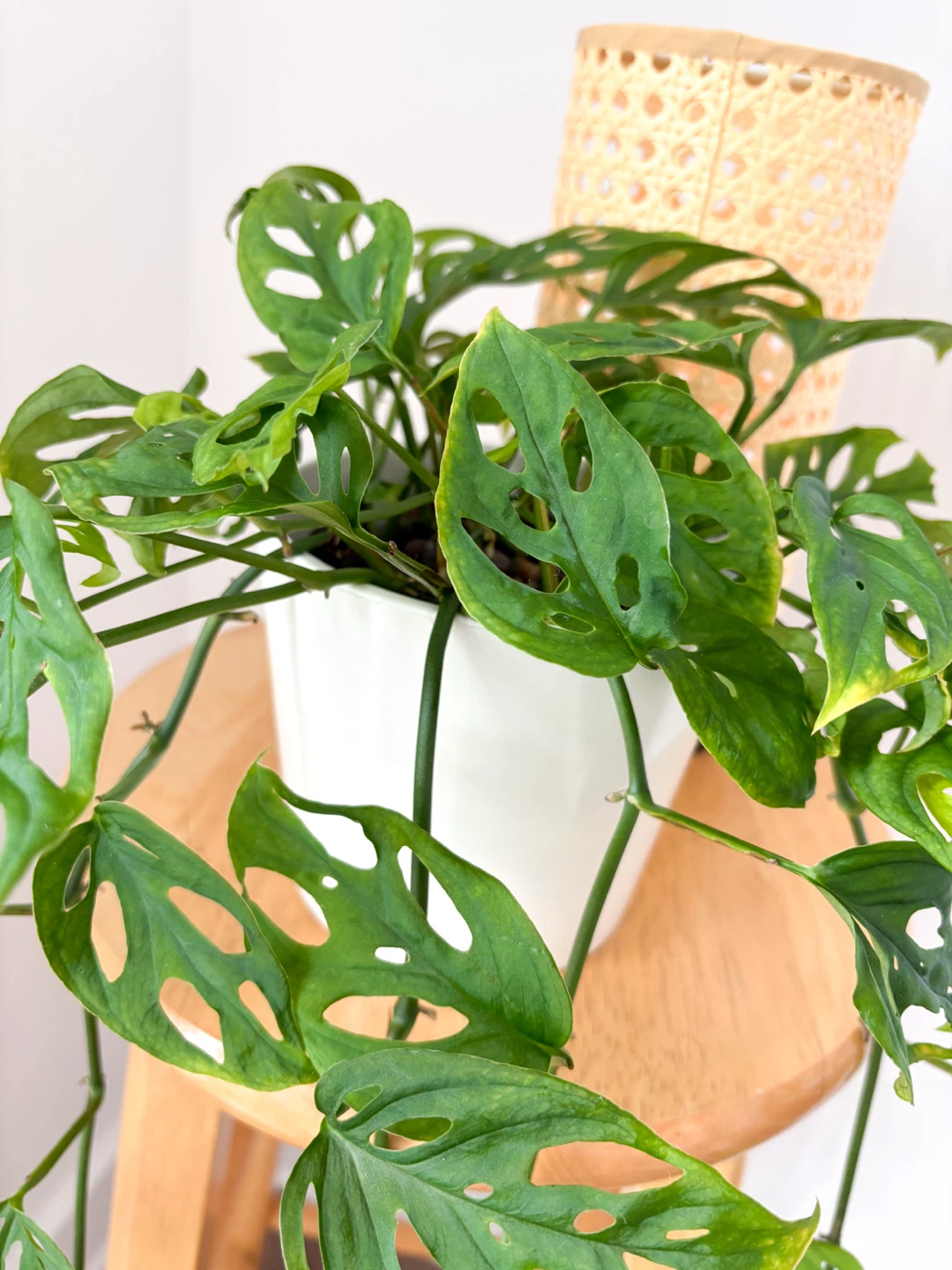 Monstera Adansonii Plant - photo 2