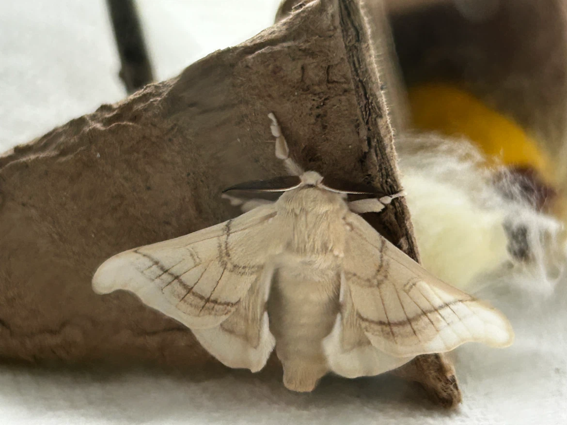 Bombyx mori Silkworm Eggs – Jianpuzhai × Standard - photo 3