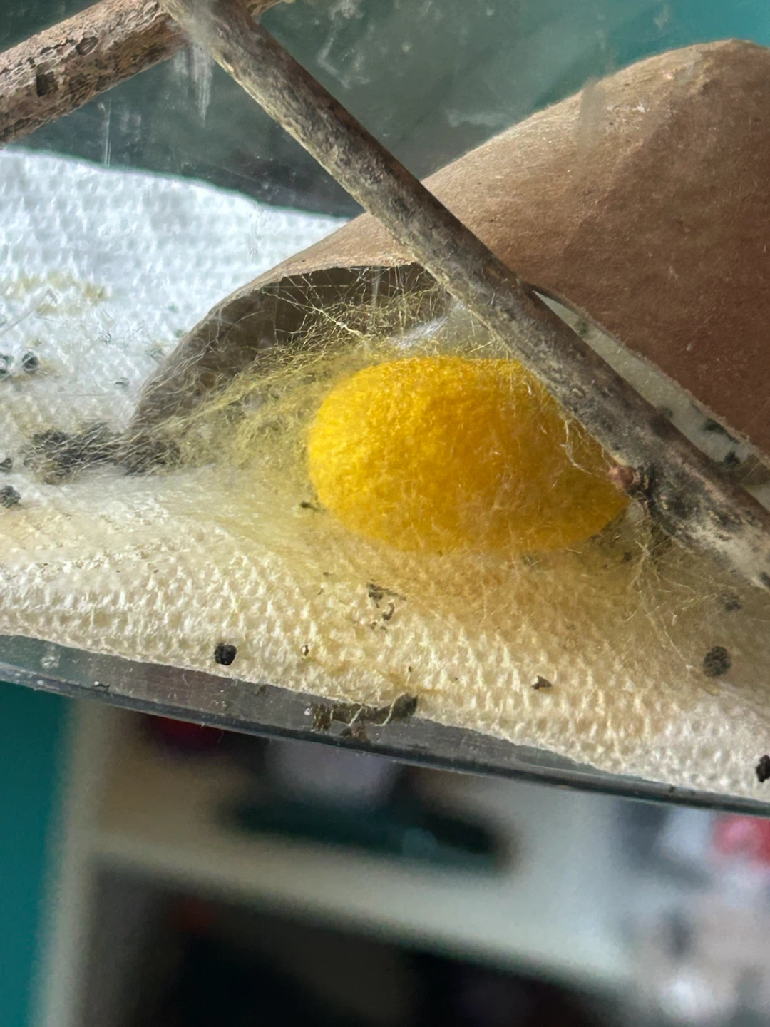 Bombyx mori Silkworm Eggs – Jianpuzhai × Standard - photo 4