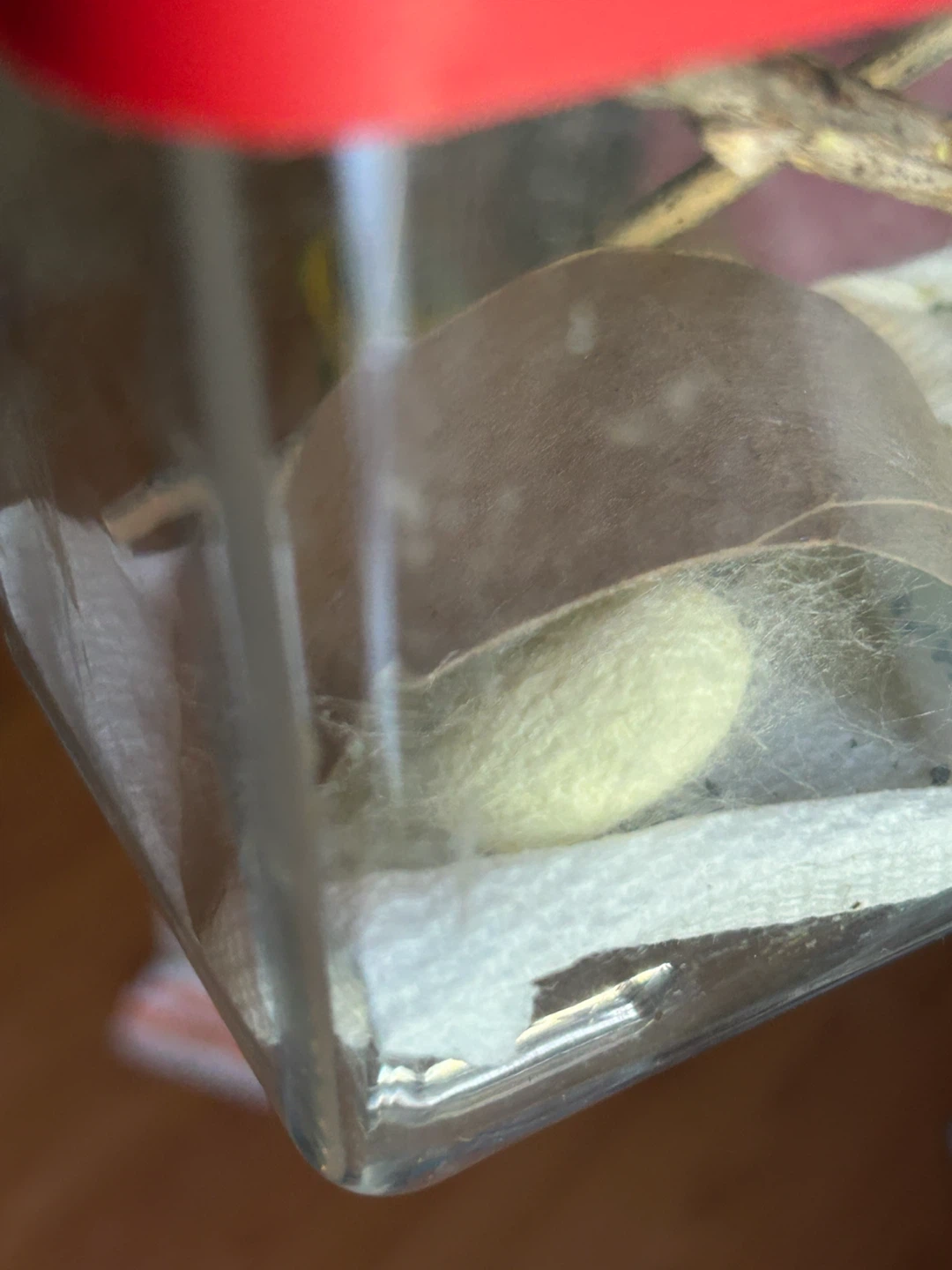 Bombyx mori Silkworm Eggs – Jianpuzhai × Standard - photo 2