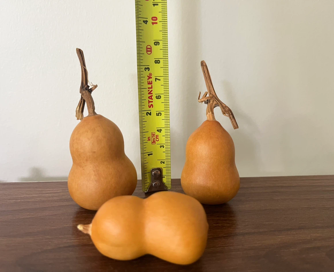 Decorative Dried Gourds 3 for $10
